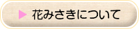 花みさきについて