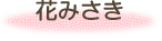 花みさき